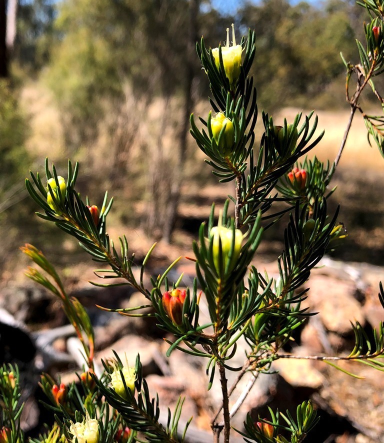 Homoranthus montanus