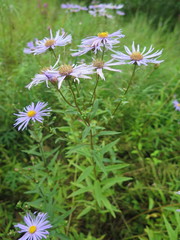 Aster maackii