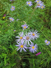 Aster maackii