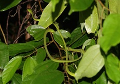 Ahaetulla mycterizans