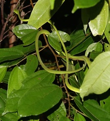 Ahaetulla mycterizans