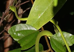 Ahaetulla mycterizans