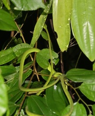 Ahaetulla mycterizans