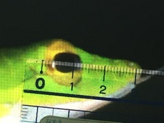 Ahaetulla mycterizans