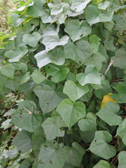 Menispermum dauricum