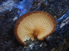 Crepidotus kangoliformis