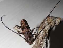 Pachydissus natalensis