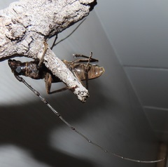 Pachydissus natalensis