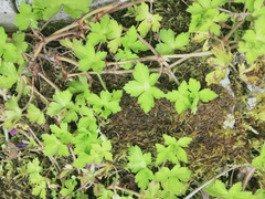 Geranium nepalense thunbergii