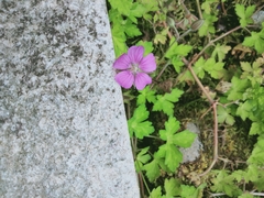 Geranium nepalense thunbergii