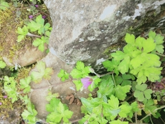 Geranium nepalense thunbergii
