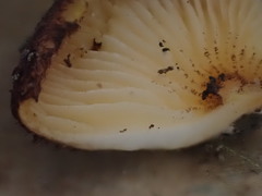 Crepidotus kangoliformis