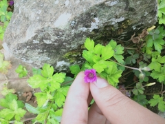 Geranium nepalense thunbergii