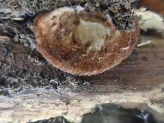 Crepidotus kangoliformis