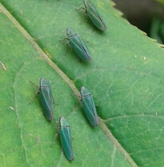 Graphocephala psephena
