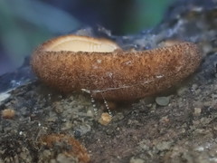 Crepidotus kangoliformis