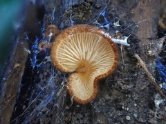 Crepidotus kangoliformis