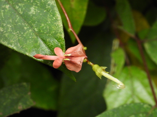 Apios carnea