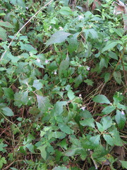 Impatiens furcillata