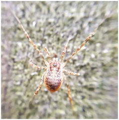 Paroligolophus
