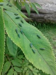 Graphocephala psephena