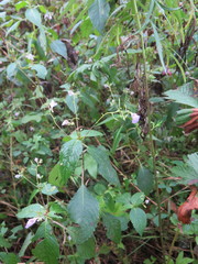 Impatiens furcillata