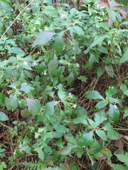 Impatiens furcillata