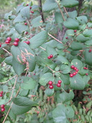 Lonicera ruprechtiana