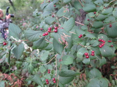 Lonicera ruprechtiana