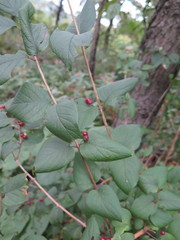 Lonicera ruprechtiana
