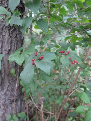 Lonicera ruprechtiana