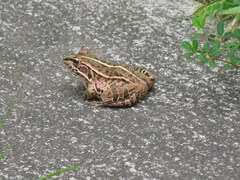 Pelophylax nigromaculatus