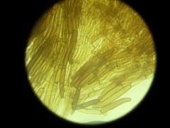 Crepidotus kangoliformis