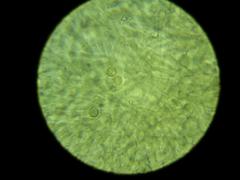 Crepidotus kangoliformis