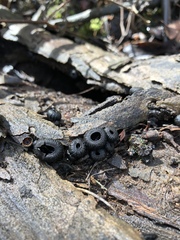Plectania platensis