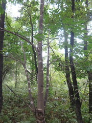 Fraxinus chinensis rhynchophylla