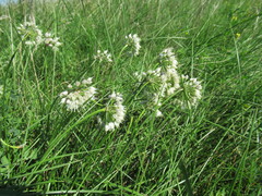 Allium stellerianum