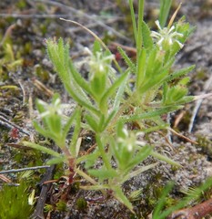 Millotia muelleri