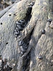 Plectania platensis
