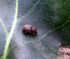 Otiorhynchus rotundus