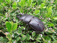 Serrognathus titanus