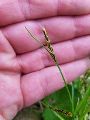 Carex anthoxanthea