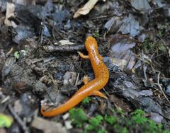 Pseudotriton ruber ruber