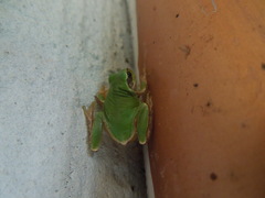 Hyla japonica