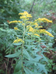 Solidago canadensis