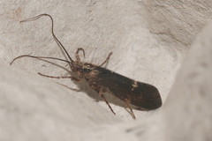 Limnephilus sparsus