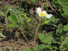 Fragaria moschata