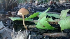 Psilocybe tasmaniana