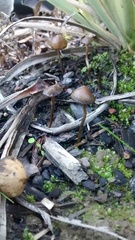Psilocybe tasmaniana