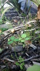 Psilocybe tasmaniana